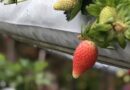 Bihar Sees Surge in Strawberry Cultivation as High-Value Varieties Gain Popularity