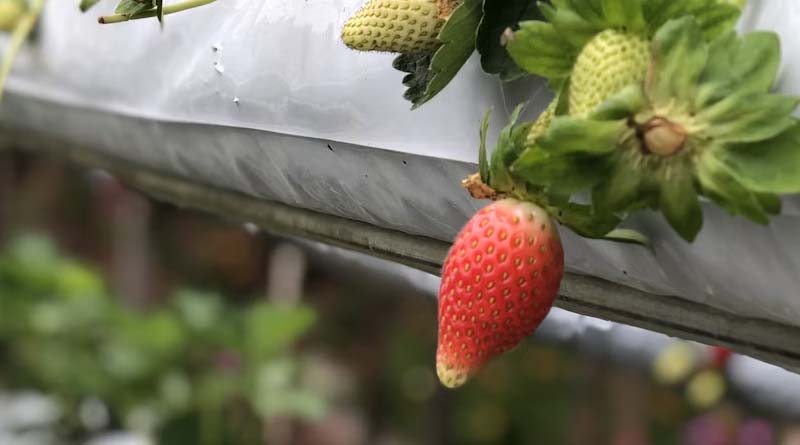 Bihar Sees Surge in Strawberry Cultivation as High-Value Varieties Gain Popularity