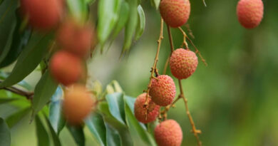 Important Advisory for the Litchi Farmers of Bihar for April