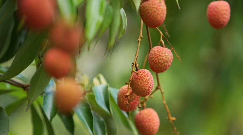 Important Advisory for the Litchi Farmers of Bihar for April