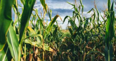 What Are the Benefits of Sowing Maize on Ridges