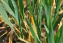 Adapting T0 and T1 cereal disease management in 2024