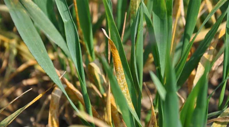 Adapting T0 and T1 cereal disease management in 2024