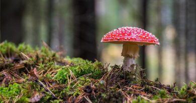 Mushroom Market: Global Industry Analysis, Size, Share: Growth, Trends, and Forecast 2024-2032