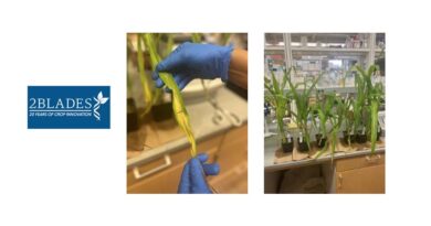 2Blades Receives Congressional Funding to Advance Corn Mycotoxin Research