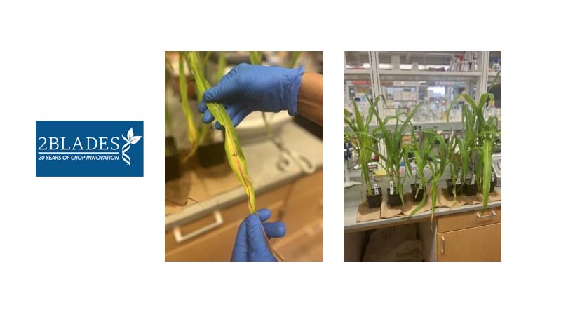 2Blades Receives Congressional Funding to Advance Corn Mycotoxin Research