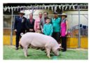 'Pigs and Pinot' stud sale a success at Royal Sydney Easter Show