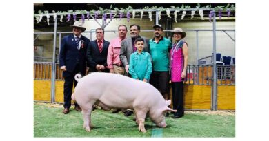 'Pigs and Pinot' stud sale a success at Royal Sydney Easter Show