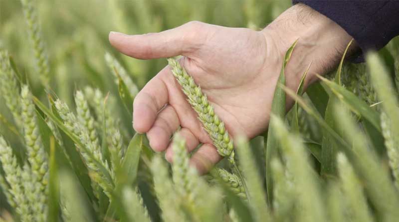 Major new cereal fungicide MIRAVIS® Plus granted GB authorisation