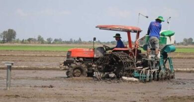 Pilot model of high-quality, low-emission rice farming launched in Can Tho