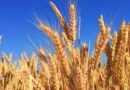 The Dominance of Lok-1: Madhya Pradesh's Leading Wheat Variety