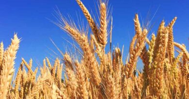 The Dominance of Lok-1: Madhya Pradesh's Leading Wheat Variety