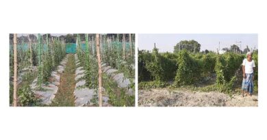 Cultivation of pointed gourd variety Kashi Parwal-141 for sustainable income generation