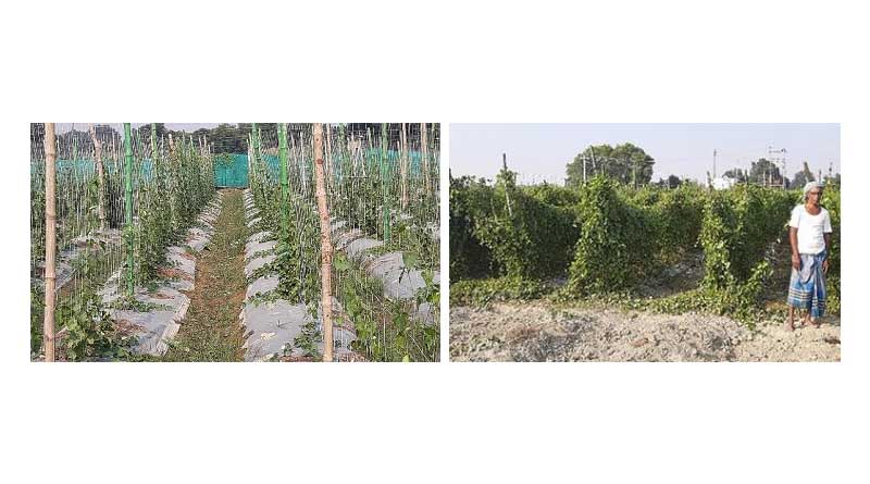 Cultivation of pointed gourd variety Kashi Parwal-141 for sustainable income generation