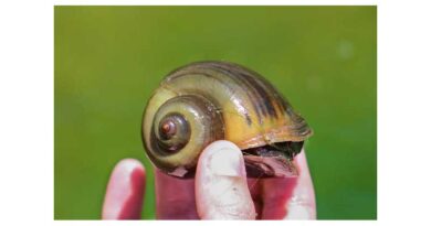 What makes invasive apple snail the worst invasive invertebrate of waterways?