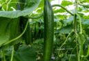 These New Organic Varieties Help Cucumber and Pepper Growers to Face the Future