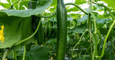 These New Organic Varieties Help Cucumber and Pepper Growers to Face the Future
