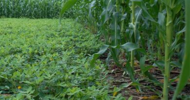 Sustaining Conservation Agriculture initiatives: lessons from Malawi