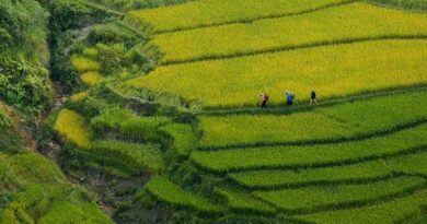 New Digital Hub to Stimulate Methane Reduction through Sustainable Rice Cultivation