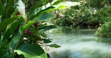 CABI Publishes First Guide to the Naturalized and Invasive Plants of the Caribbean