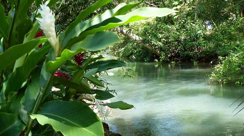 CABI Publishes First Guide to the Naturalized and Invasive Plants of the Caribbean