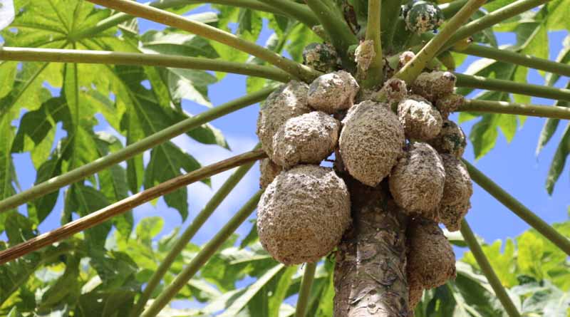 Parasitic Wasps Play Pivotal Role in Kenya’s Papaya Mealybug Control