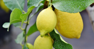 How to Manage Water and Fertilizer in Citrus Crops