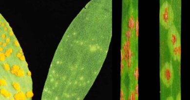 50 Years of Plant Immunity Breakthroughs