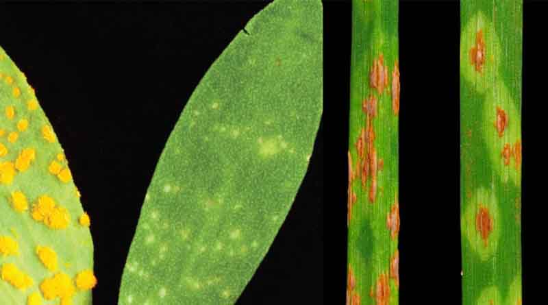 50 Years of Plant Immunity Breakthroughs