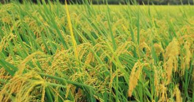 Vietnam Becomes the Largest Rice Exporter to Singapore, India and Thailand follow