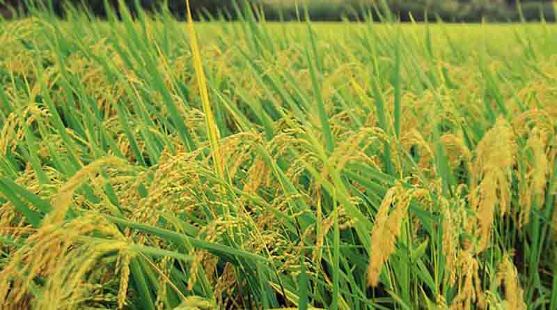 Vietnam Becomes the Largest Rice Exporter to Singapore, India and Thailand follow