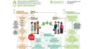 Eight new CIMMYT maize hybrids available from Eastern Africa breeding program