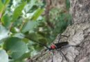 Study Explores Biology, Impact, Management and Potential Distribution of Destructive Longhorn Beetle