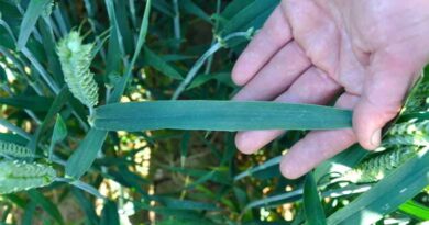 Finding the right T2 fungicide in 2024