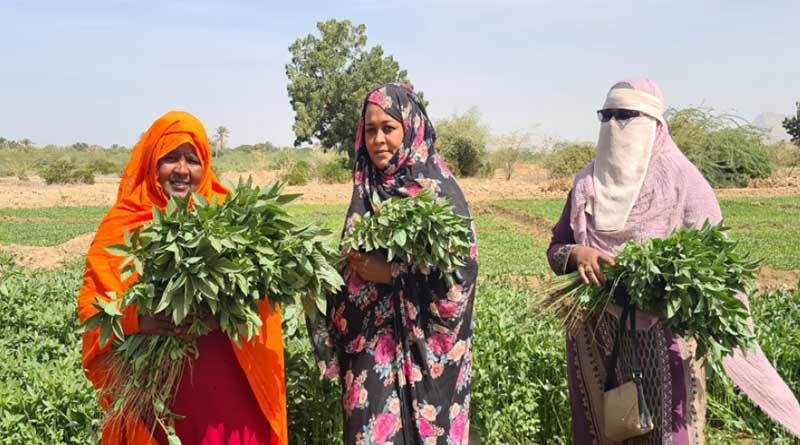 Women Farmers Enhance Agricultural Production in Conflict-torn Sudan