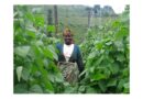 Rwandan Biofortified Bean Farmers Prosper From Greater Yields and Income