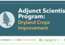 CIMMYT Academy invites applications for Adjunct Scientist Program: Dryland Crops Improvement