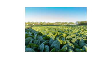 Denomination of Pe: 20, A New Race of Downy Mildew in Spinach