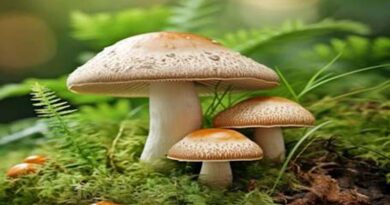 Growth Spurt: Mushroom Market Set to Surge at 8.4% CAGR Through 2032