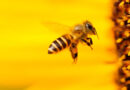 World Bee Day: FMC Empowering Rural Women through Beekeeping Initiatives