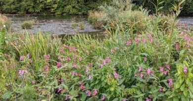 Invasive Species Week 2024 offers chance for CABI to highlight its expertise in weed management in the UK