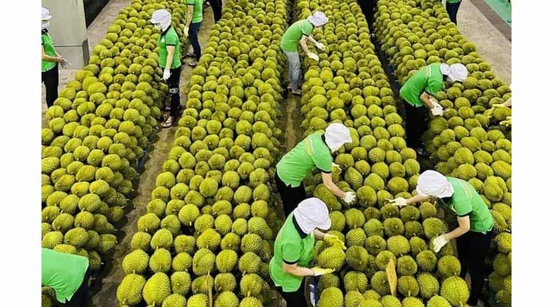 Vietnam's Vegetable and Fruit Exports Reach Over 2 Billion USD Since the Start of the Year