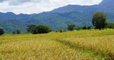 Golden Grains: Cultivating Rice And Maize Health In Tanzanian Fields