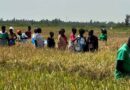 KALRO and IRRI organize Farmers’ Field Day at Siaya County, Sharing Improved Rice Varieties and Training Farmers on Climate-smart Agronomy