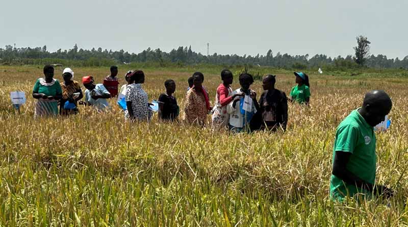 KALRO and IRRI organize Farmers’ Field Day at Siaya County, Sharing Improved Rice Varieties and Training Farmers on Climate-smart Agronomy