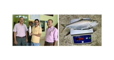 Hilsa Attains 689 G (43.6 Cm) in the Pond in 3 Years – better Growth Than Rivers Was Achieved