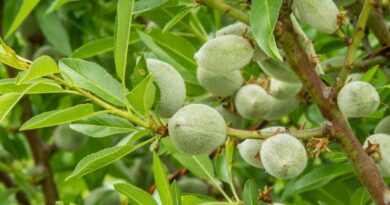 Rivulis Partners With Agri-tech Farm Veracruz Almonds in a Pioneering Trial