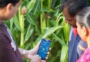 FAO puts focus on importance of technology for International Day of Plant Health